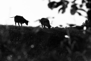 d061_1274_sz9752
