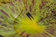 d061_1383_sz9767