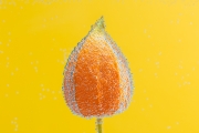 d061_1602_sz9801
