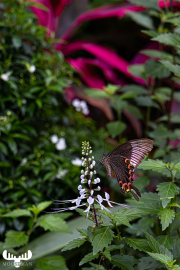 d071_0959_sz13206