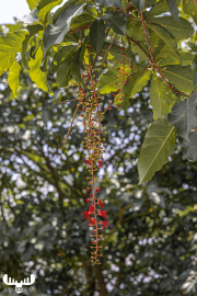 d071_1350