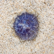 d066_0138_sz10697