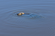 d067_0729_sz11171