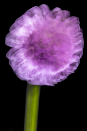d067_1907_sz11441