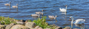 d067_2258_sz11471