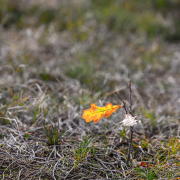 d067_3945_sz11752